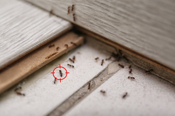 Best Cockroach Control Services  in Indian Hills, NM