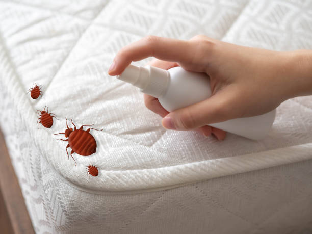 Trusted Indian Hills, NM Pest Control Experts
