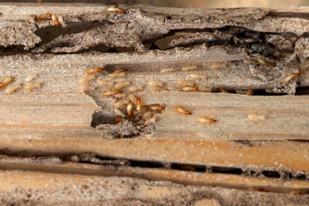 Wildlife Control Services in Indian Hills, NM