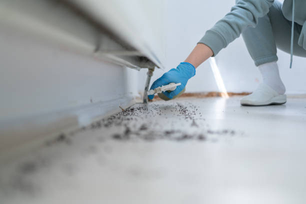 Best Local Pest Control Services  in Indian Hills, NM